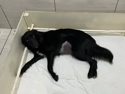 Hipólita pré parto.