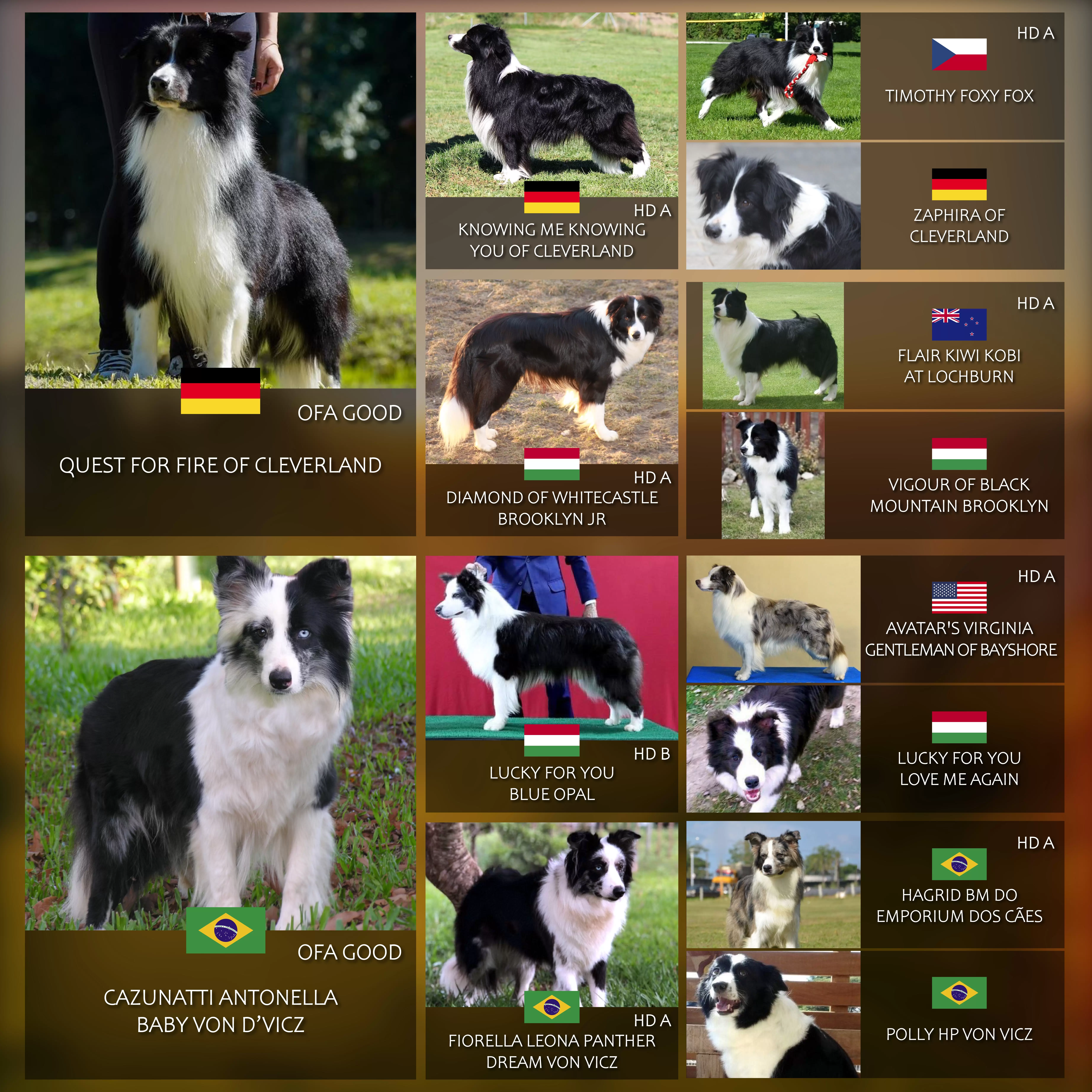 Pedigree fotográfico.